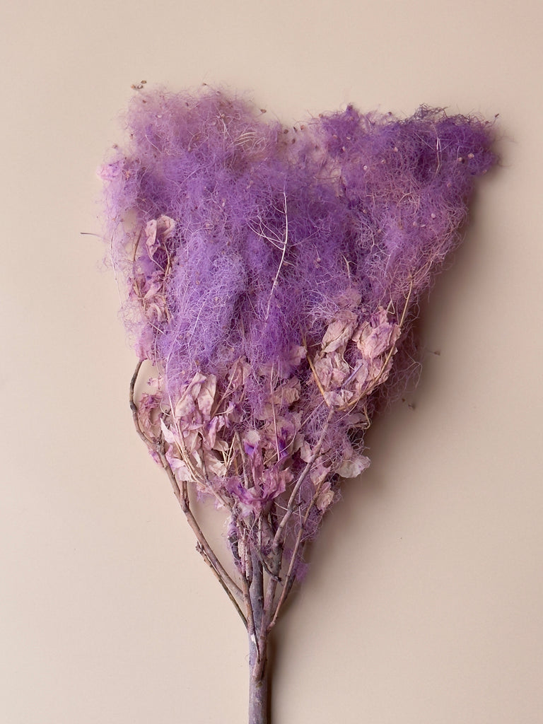 Preserved Smoke Bush - Purple Magenta