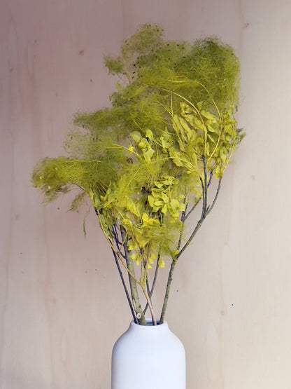 Preserved Smoke Bush - Chartreuse Green