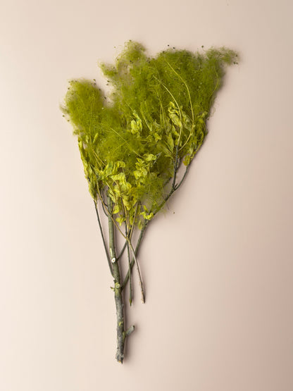 Preserved Smoke Bush - Chartreuse Green