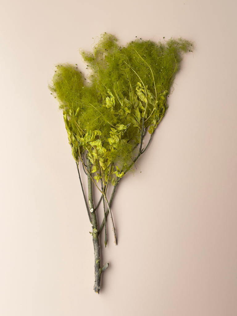 Preserved Smoke Bush - Chartreuse Green