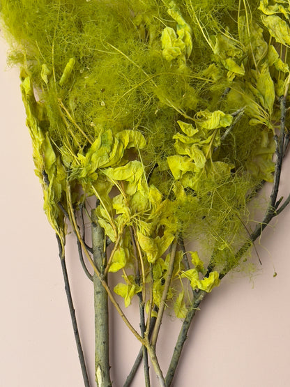 Preserved Smoke Bush - Chartreuse Green