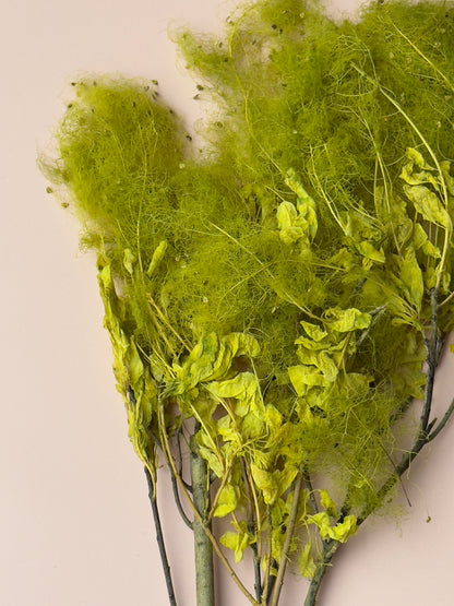 Preserved Smoke Bush - Chartreuse Green