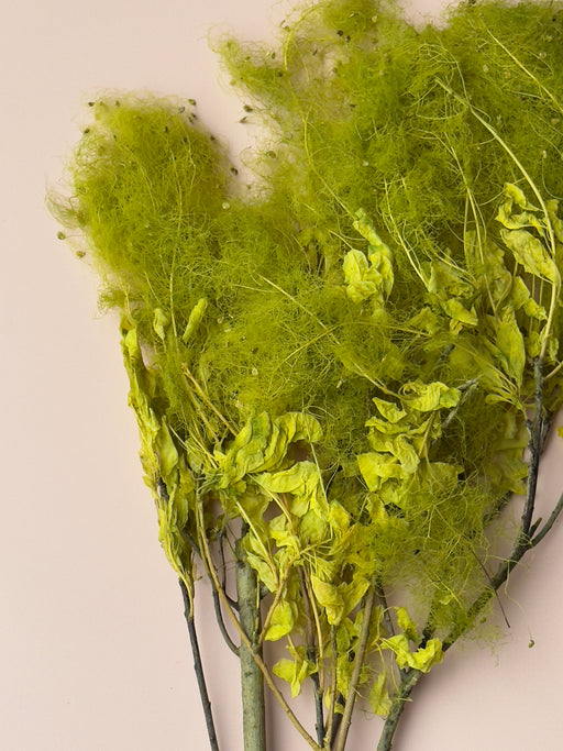 Preserved Smoke Bush - Chartreuse Green - alternate