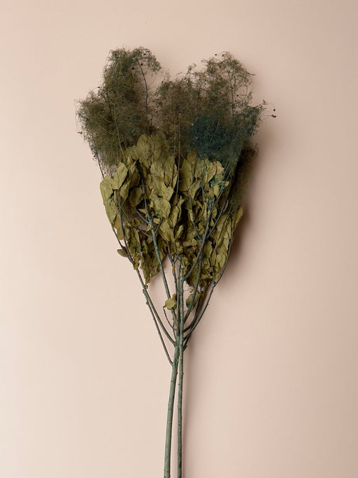 Preserved Smoke Bush - Olive - alternate