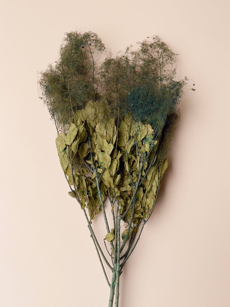 Preserved Smoke Bush - Olive