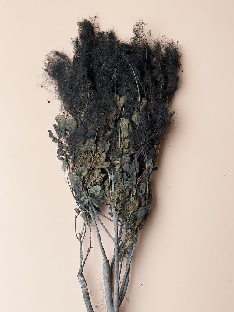 Preserved Smoke Bush - Black