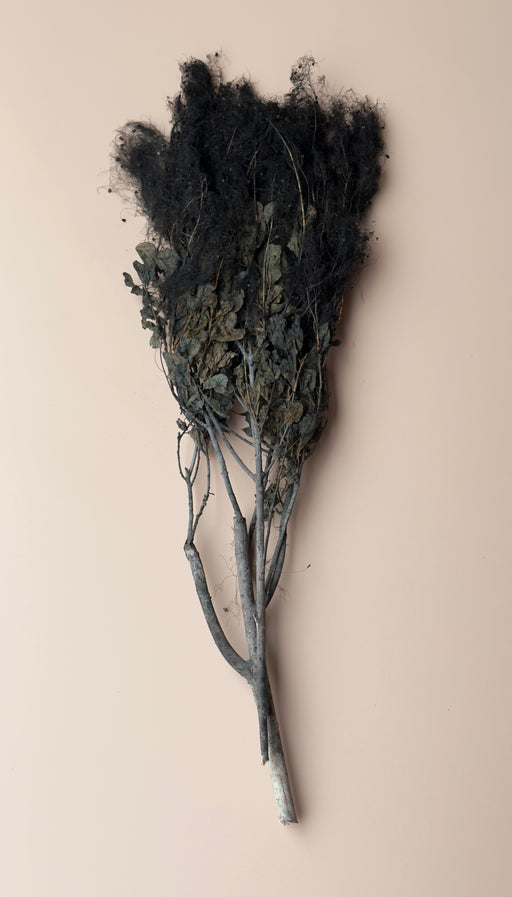 Preserved Smoke Bush - Black - alternate