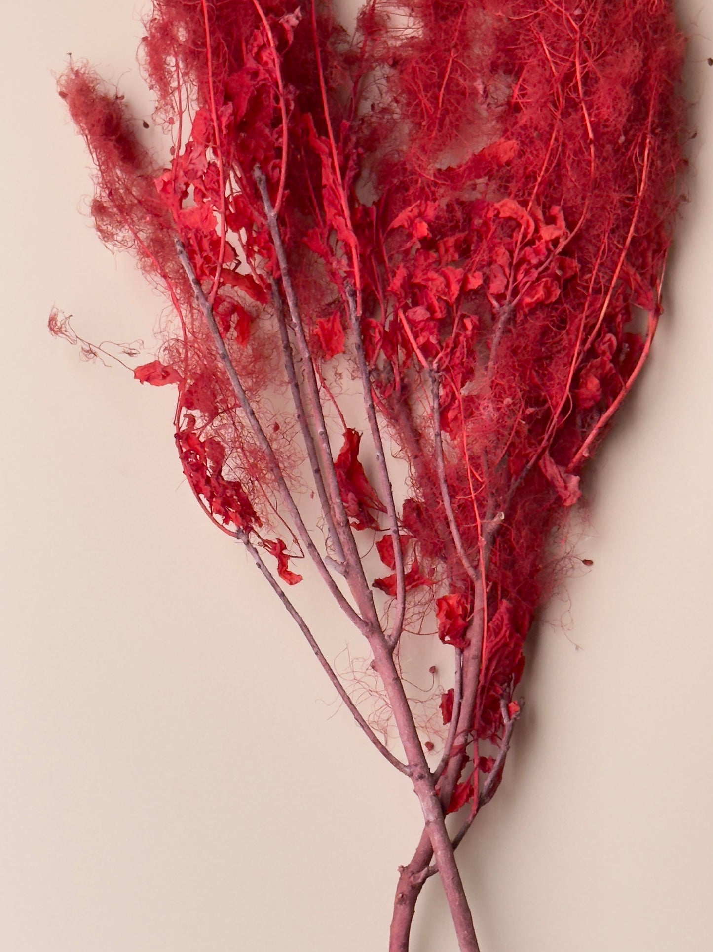 Preserved Smoke Bush - Red