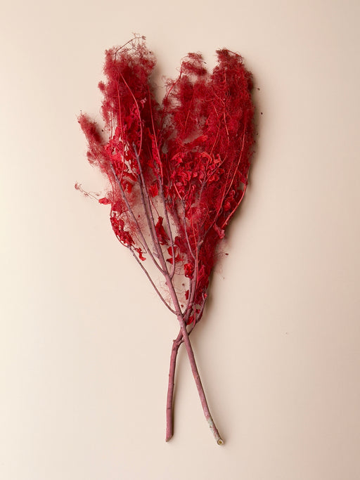 Preserved Smoke Bush - Red - alternate