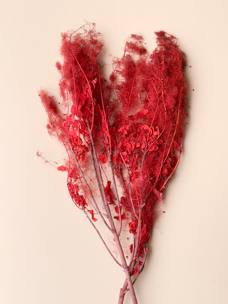 Preserved Smoke Bush - Red