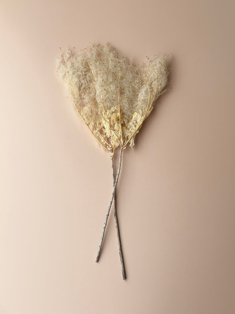 Preserved Smoke Bush - Antique Ivory