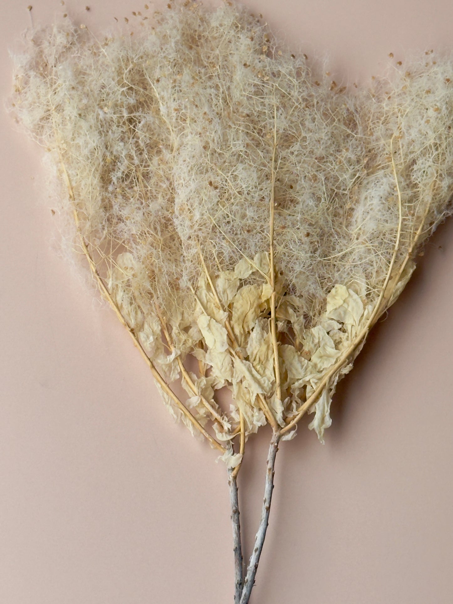 Preserved Smoke Bush - Antique Ivory