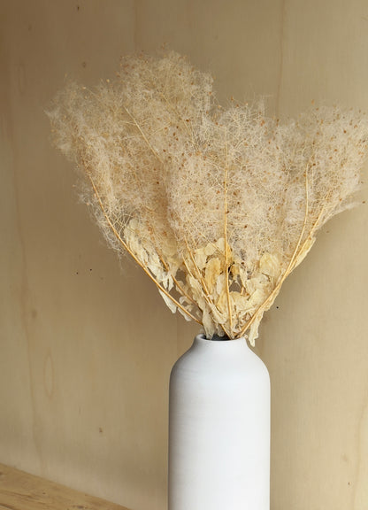 Preserved Smoke Bush - Antique Ivory