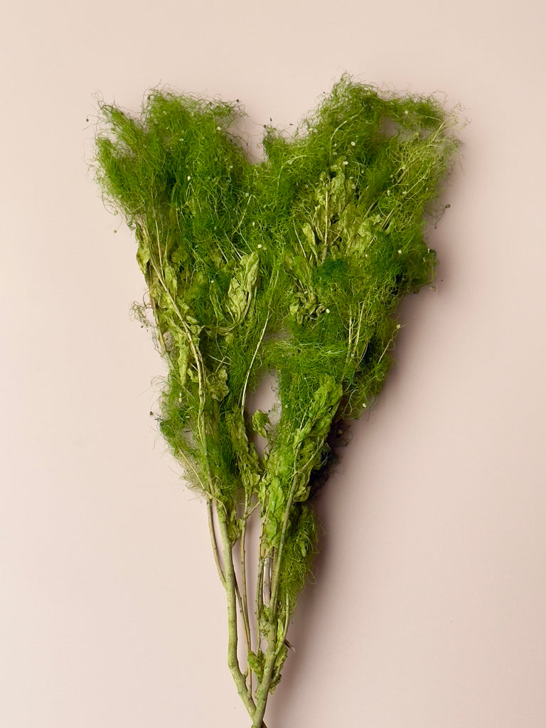 Preserved Smoke Bush - Green