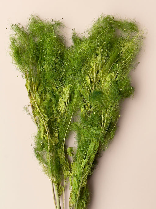 Preserved Smoke Bush - Green - alternate