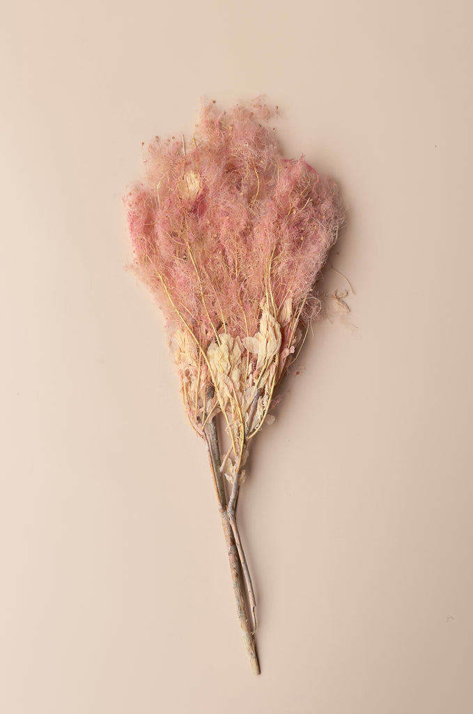 Preserved Smoke Bush - Pink