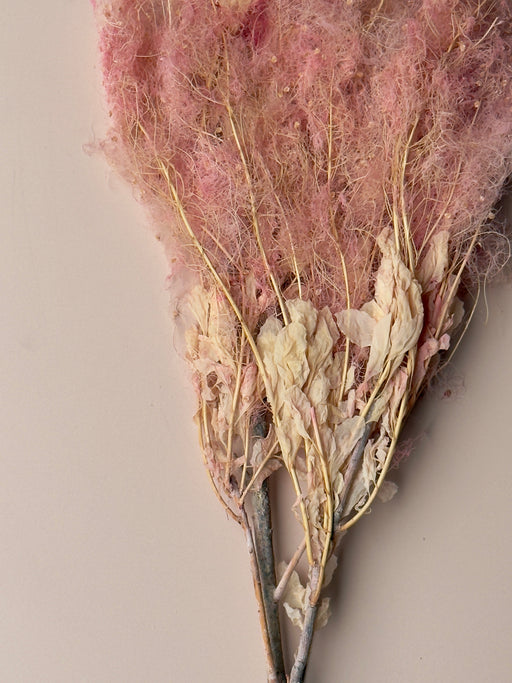 Preserved Smoke Bush - Pink - alternate