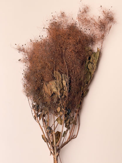 Preserved Smoke Bush - Brown/Rust