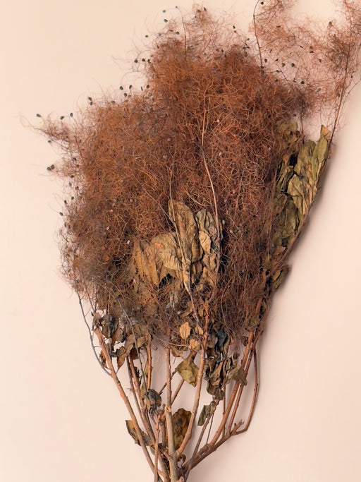Preserved Smoke Bush - Brown/Rust - alternate