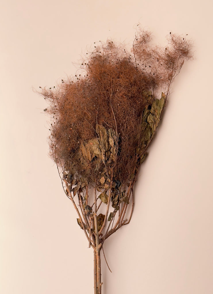 Preserved Smoke Bush - Brown/Rust