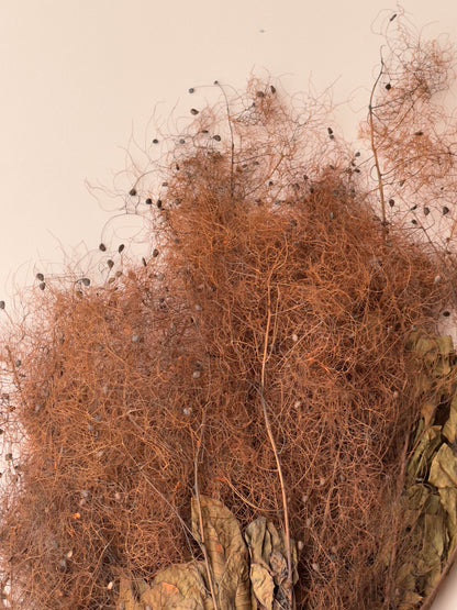 Preserved Smoke Bush - Brown/Rust