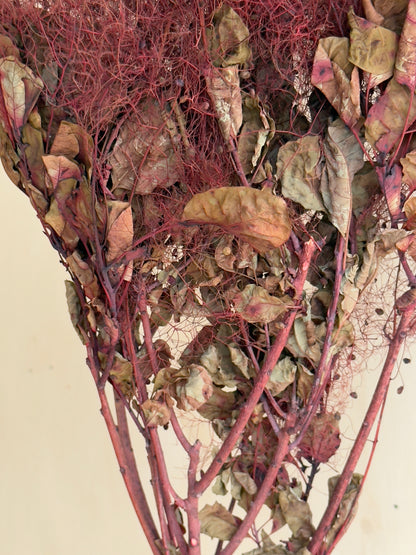 Preserved Smoke Bush - Burgundy/Red Wine