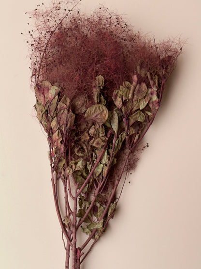 Preserved Smoke Bush - Burgundy/Red Wine