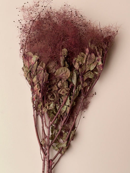 Preserved Smoke Bush - Burgundy/Red Wine - alternate