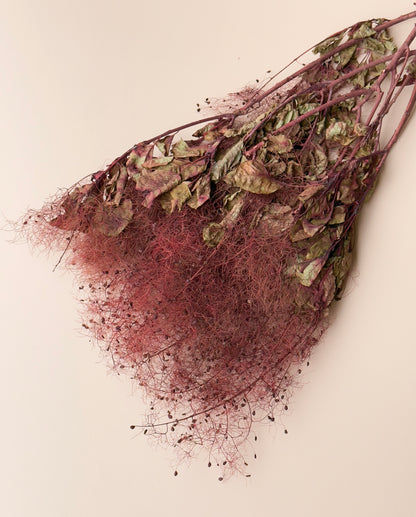 Preserved Smoke Bush - Burgundy/Red Wine