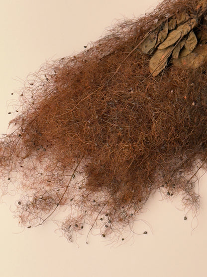 Preserved Smoke Bush - Brown/Rust