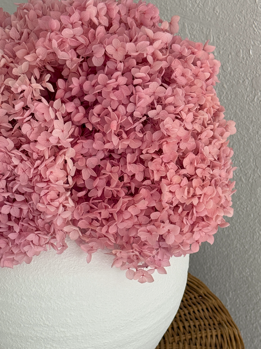 Real Hydrangea Preserved - Large Pink Lavender - alternate
