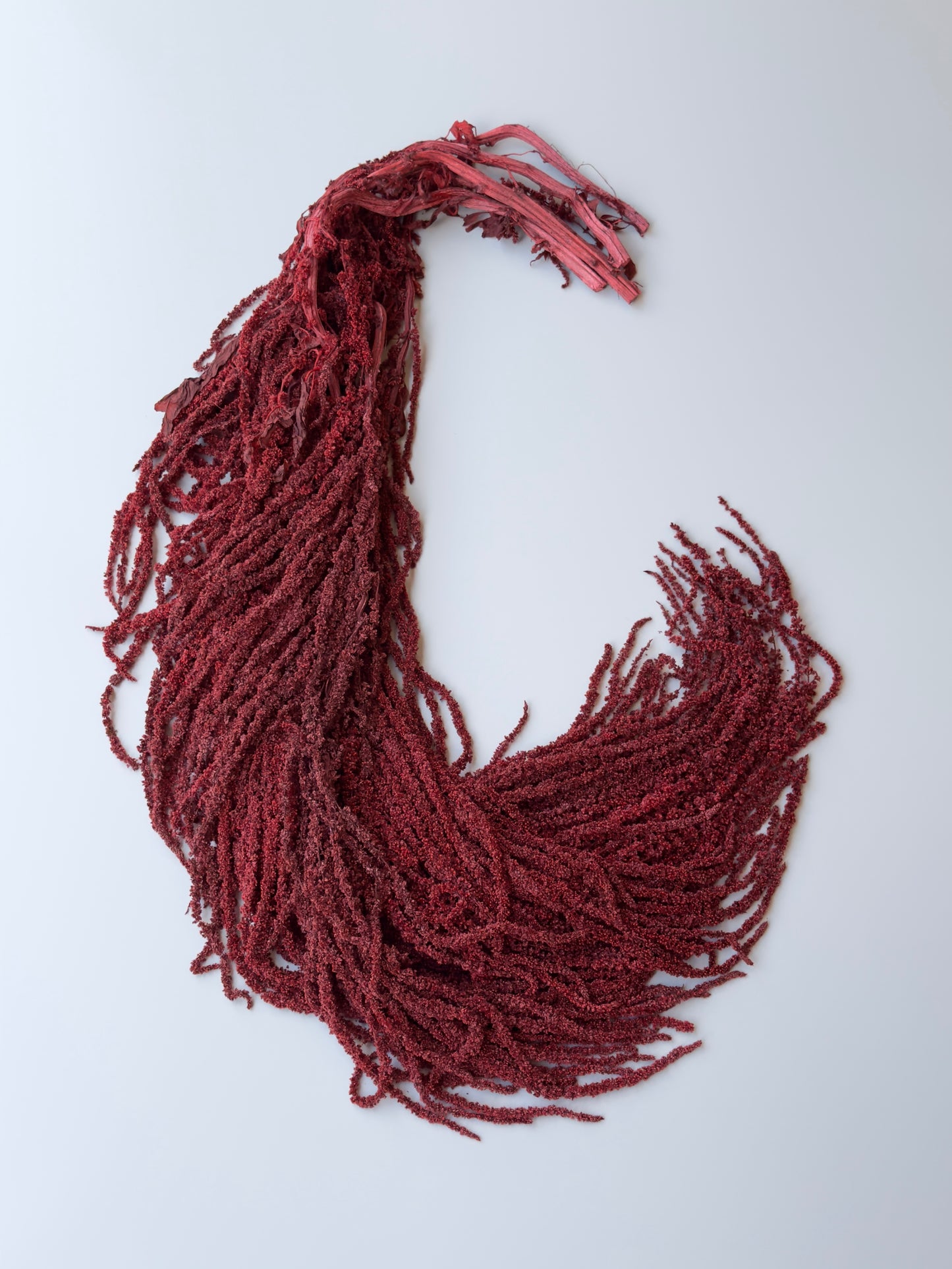 Hanging Amaranthus - Deep Red