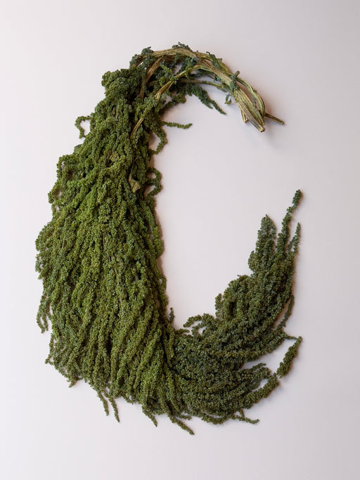 Hanging Amaranthus - Pine Forest Green