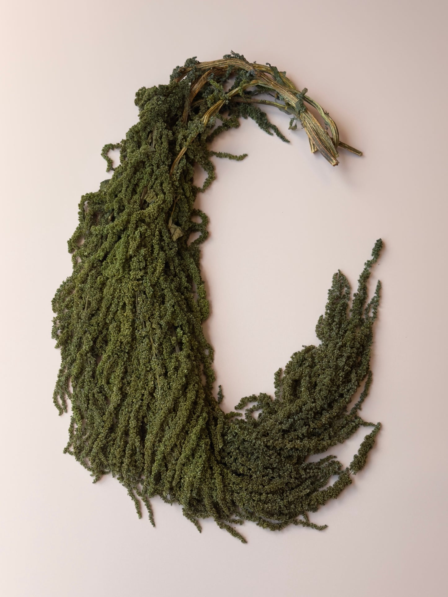Hanging Amaranthus - Pine Forest Green