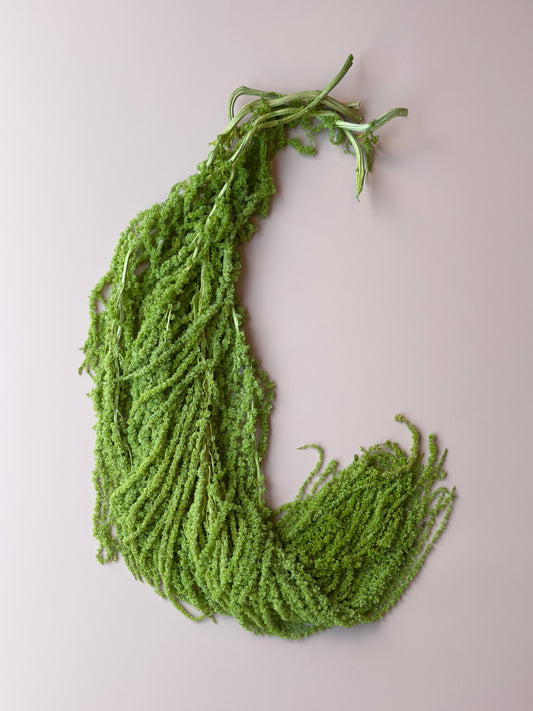 Hanging Amaranthus - Lime Green