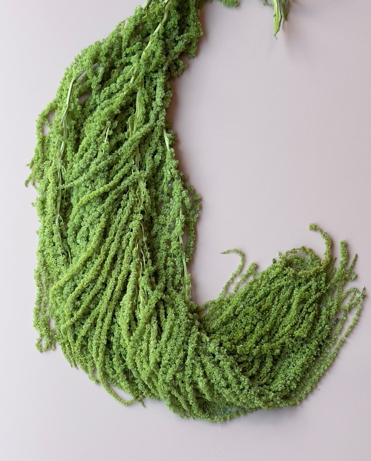 Hanging Amaranthus - Lime Green