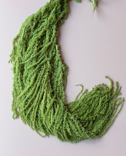 Hanging Amaranthus - Lime Green
