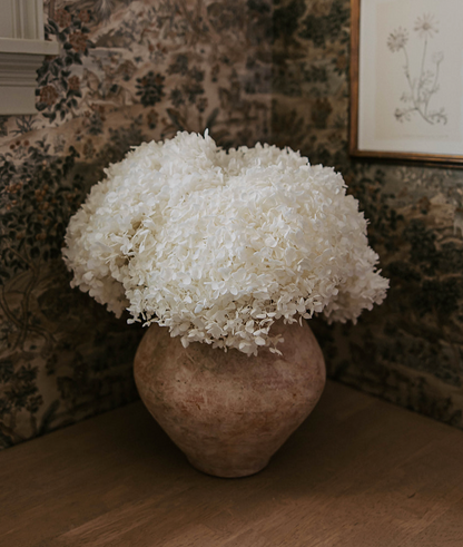 Real Hydrangea Preserved - Large White/Soft White