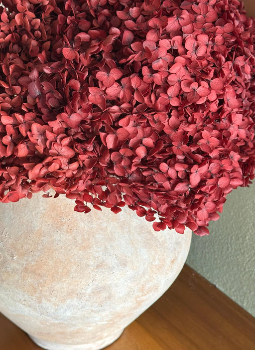 Real Hydrangea Preserved - Large Deep Red - alternate