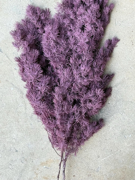 Ming/Asparagus Fern Preserved - Purple Plum - alternate