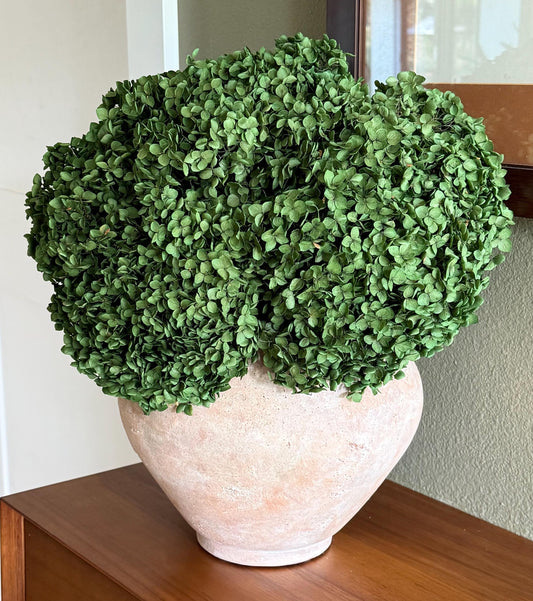 Real Hydrangea Preserved- Medium/Large Emerald Green