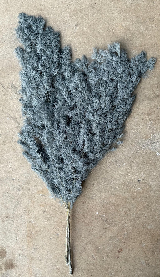 Ming/Asparagus Fern Preserved - Slate Blue - alternate