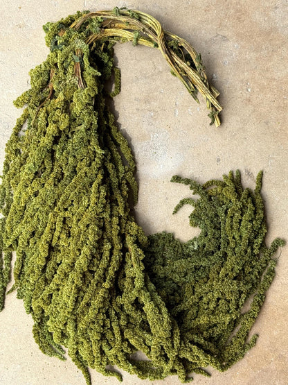 Hanging Amaranthus - Pine Forest Green