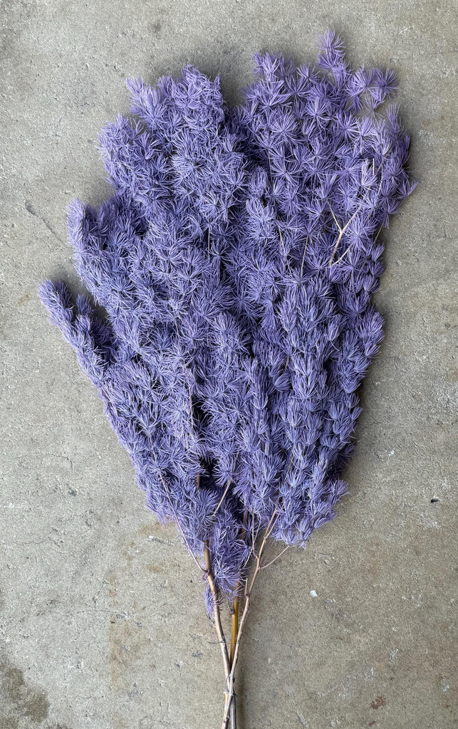 Ming/Asparagus Fern Preserved - Dusty Purple