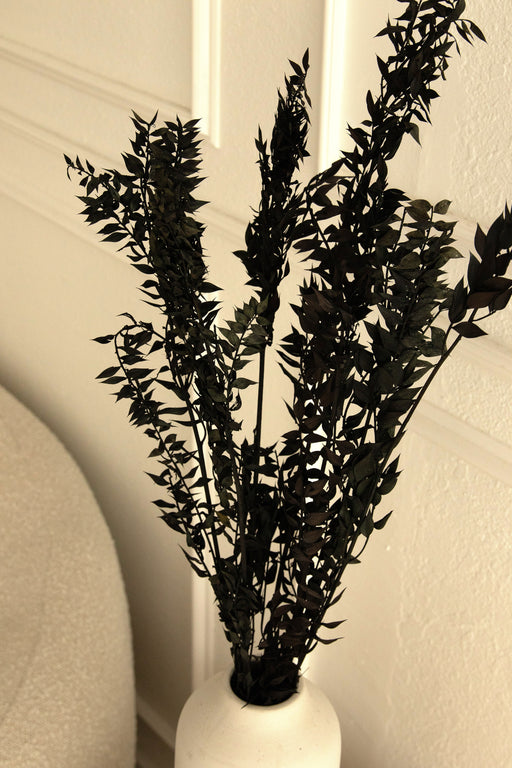 Halloween Ombre Black Ruscus - Dried and Preserved - alternate