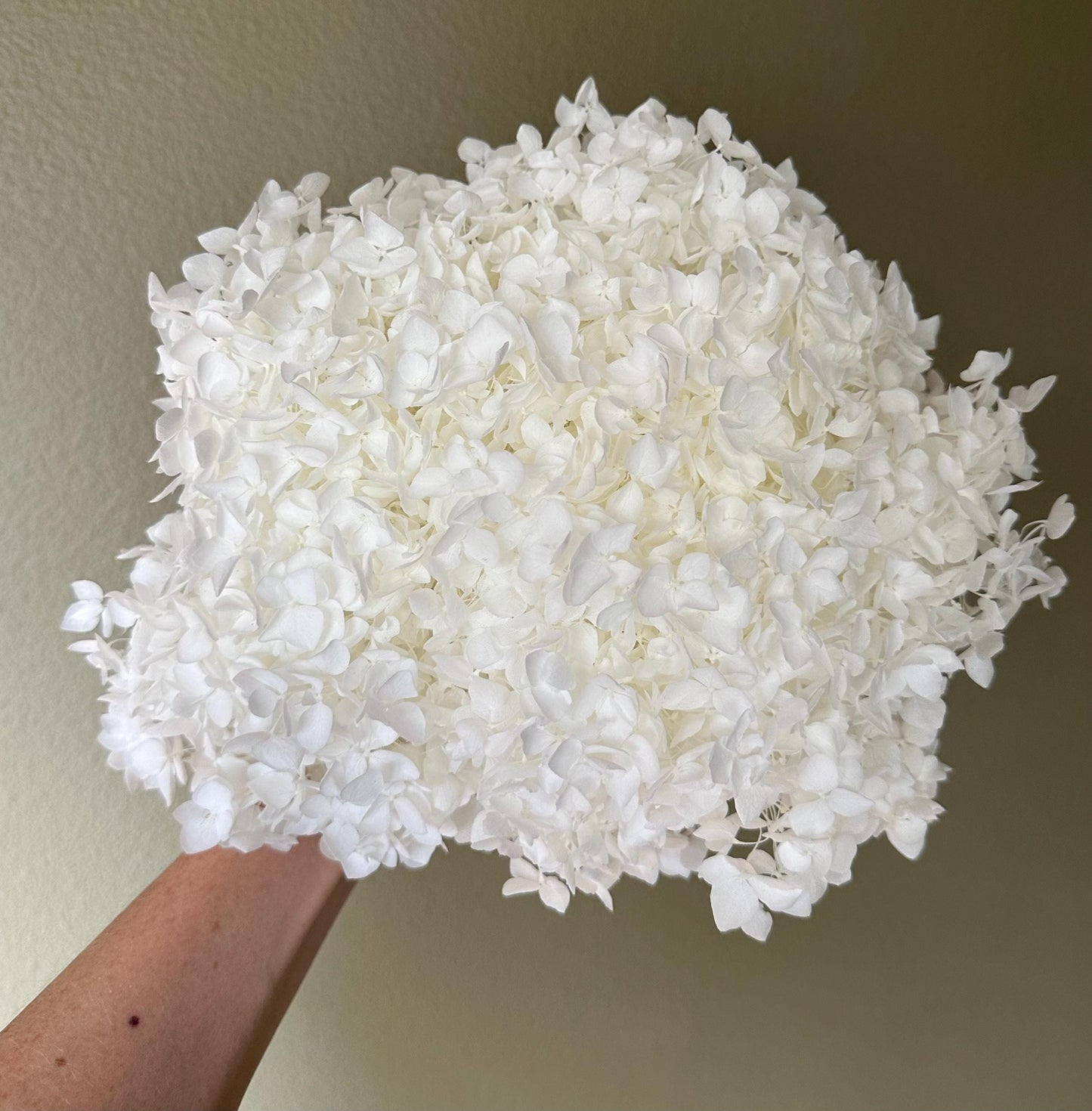 Real Hydrangea Preserved - Large White/Soft White