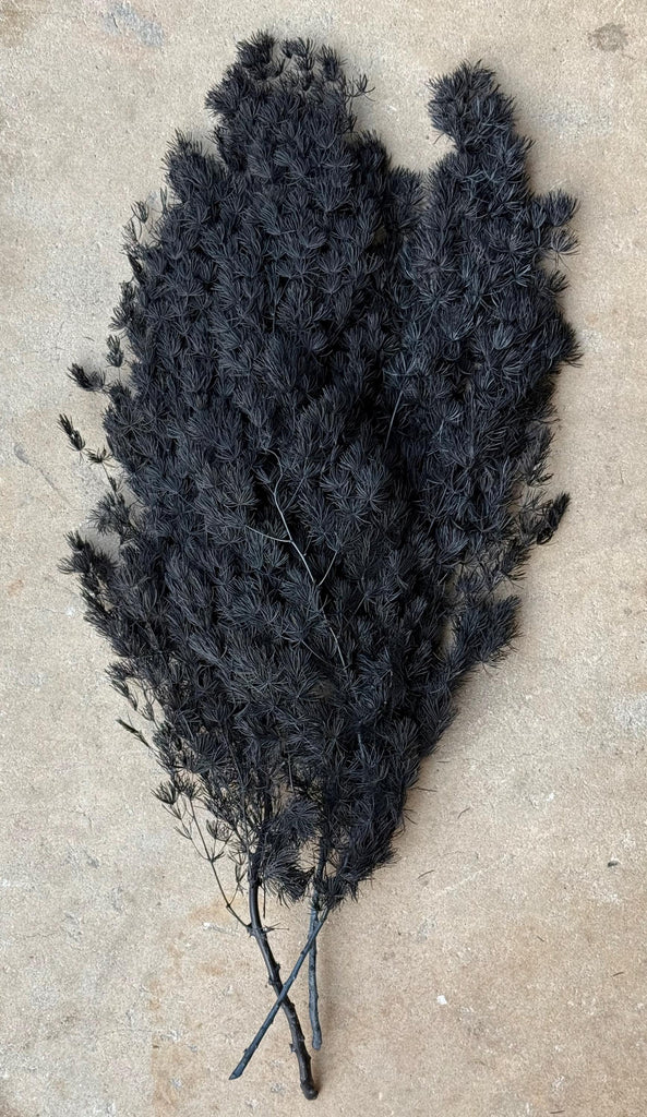 Ming/Asparagus Fern Preserved - Black