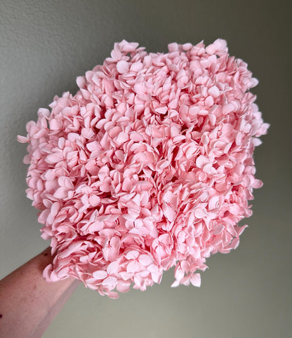 Real Hydrangea Preserved - Large Pink