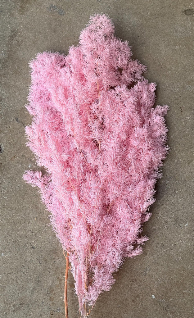 Ming/Asparagus Fern Preserved - Pink