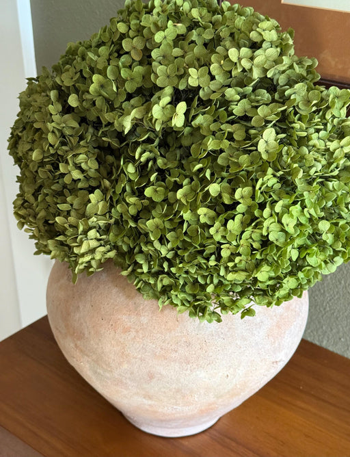 Real Hydrangea Preserved- Medium/Large Spring Green - alternate